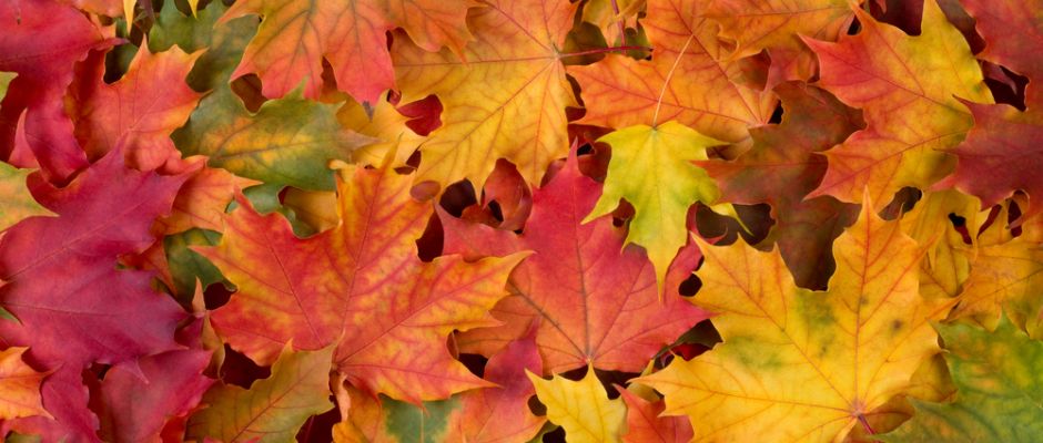 Warsztaty florystyczne dla Seniorów