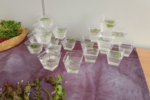 Warsztaty zielarskie dla seniorów -„Moc ukryta w nasionach i liściach”