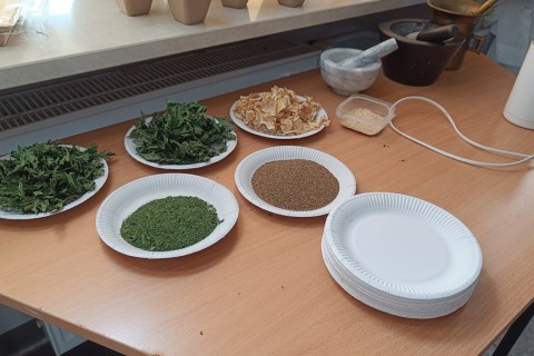 Warsztaty zielarskie dla seniorów -„Moc ukryta w nasionach i liściach”