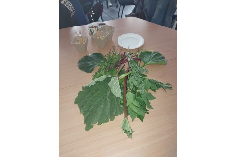 Warsztaty zielarskie - „Moc ukryta w nasionach i liściach”