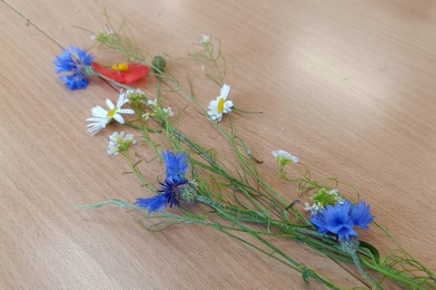 Warsztaty zielarskie dla seniorów -„Kwiaty, które karmią i leczą”