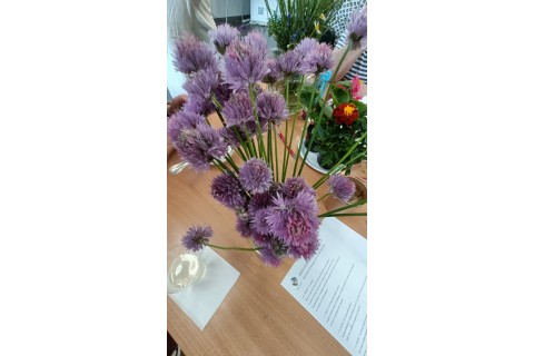 Warsztaty zielarskie dla seniorów -„Kwiaty, które karmią i leczą”