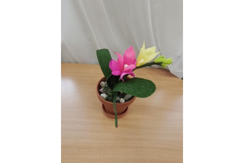 Warsztaty kreatywne dla seniorów - storczyki z krepiny