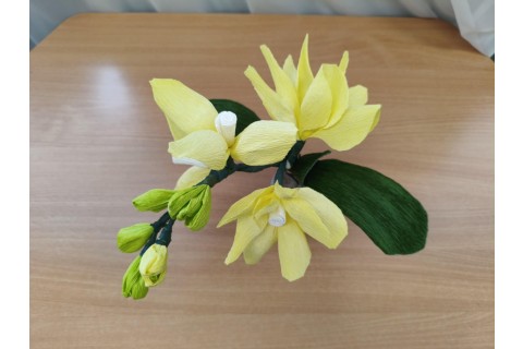 Warsztaty kreatywne dla seniorów - storczyki z krepiny