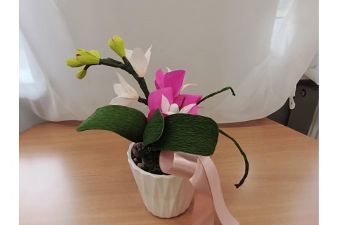 Warsztaty kreatywne dla seniorów - storczyki z krepiny