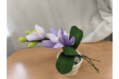 Warsztaty kreatywne dla seniorów - storczyki z krepiny