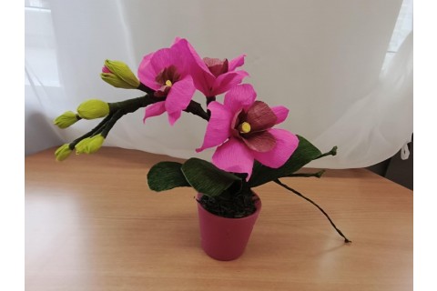 Warsztaty kreatywne dla seniorów - storczyki z krepiny