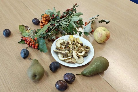 warsztaty zielarskie - „Owoce ziemi – dzikość i obfitość