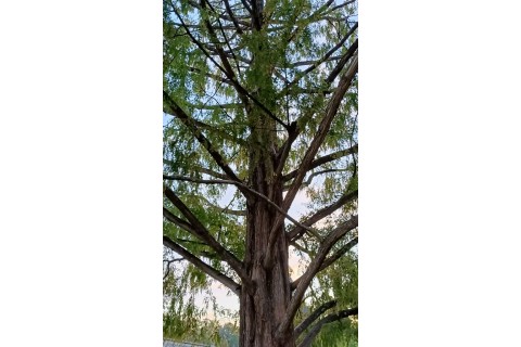 Spacer - Historia parków w centrum Białegostoku