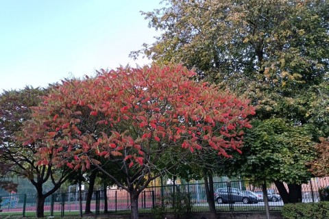 Spacer - Historia parków w centrum Białegostoku