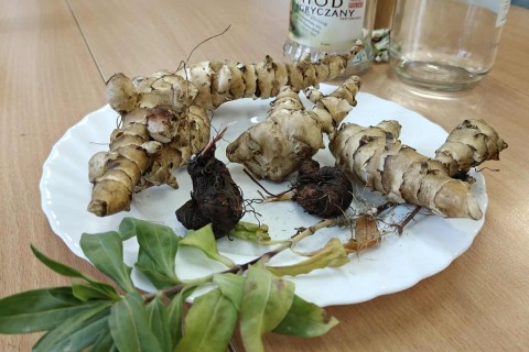 Warsztaty zielarskie dla seniorów - Korzenie, czyli tajemnica podziemnego świata