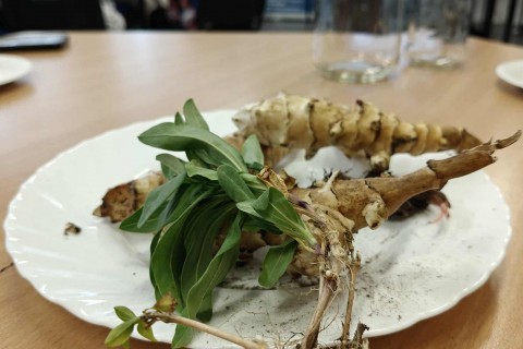 Warsztaty zielarskie dla seniorów - Korzenie, czyli tajemnica podziemnego świata