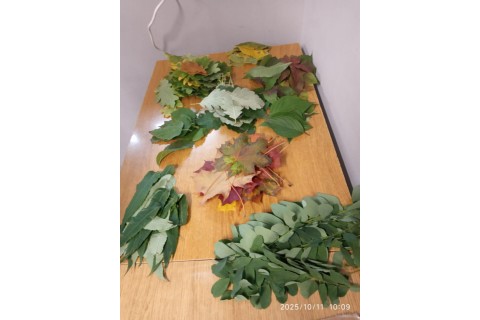 Warsztaty dla dzieci 10+ „Zabawy z drewnem”