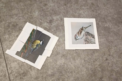 Warsztaty „Z Babcią, Dziadkiem i leśnikami - razem w trosce o ptaki”