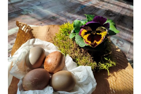 Warsztaty hortiterapeutyczne dla seniorów „Kolory, które leczą”