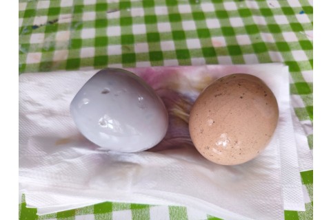 Warsztaty hortiterapeutyczne dla seniorów „Kolory, które leczą”