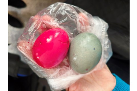 Warsztaty hortiterapeutyczne dla seniorów „Kolory, które leczą”