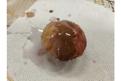 Warsztaty edukacyjno-przyrodnicze dla dzieci „Tajemnica kolorowych roślin”