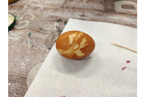 Warsztaty edukacyjno-przyrodnicze dla dzieci „Tajemnica kolorowych roślin”