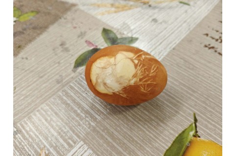 Warsztaty edukacyjno-przyrodnicze dla dzieci „Tajemnica kolorowych roślin”