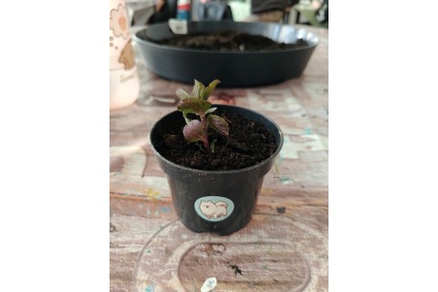 Warsztaty edukacyjno-przyrodnicze dla dzieci „Zielona baza małego ogrodnika”