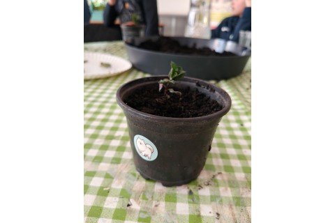 Warsztaty edukacyjno-przyrodnicze dla dzieci „Zielona baza małego ogrodnika”