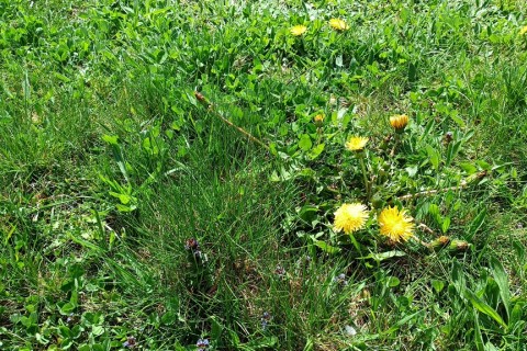 Warsztaty hortiterapeutyczne dla seniorów „Zielona równowaga”