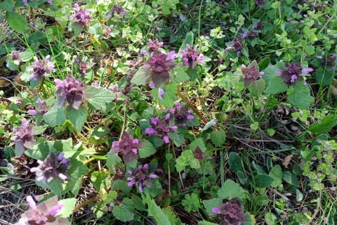 Warsztaty hortiterapeutyczne dla seniorów „Zielona równowaga”