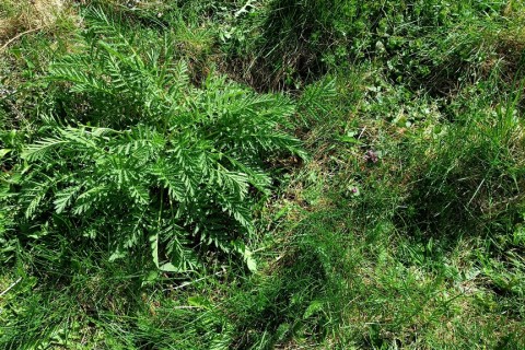 Warsztaty hortiterapeutyczne dla seniorów „Zielona równowaga”