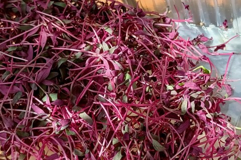 Warsztaty hortiterapeutyczne dla seniorów „Zielona równowaga”