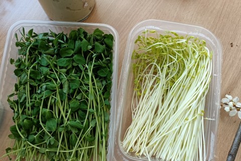 Warsztaty hortiterapeutyczne dla seniorów „Zielona równowaga”