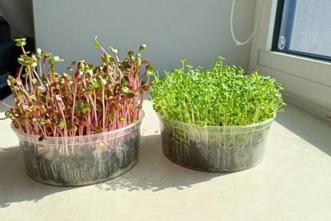 Warsztaty hortiterapeutyczne dla seniorów „Zielona równowaga”