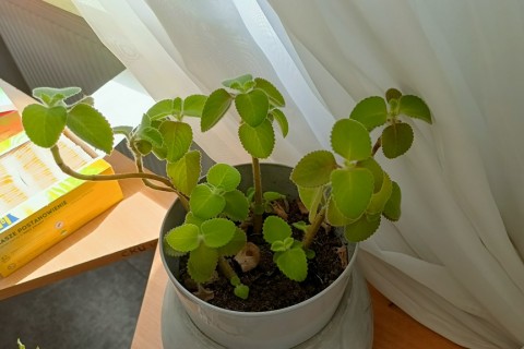 Warsztaty hortiterapeutyczne dla seniorów „Zielona równowaga”