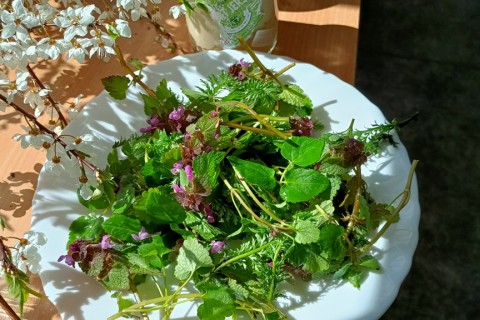 Warsztaty hortiterapeutyczne dla seniorów „Zielona równowaga”