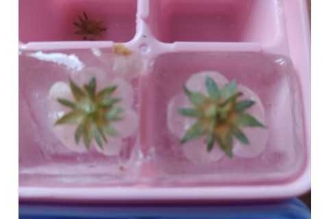 Warsztaty „Zioła smaczne, zdrowe i niezwykłe” - „Wiosenne mikstury”