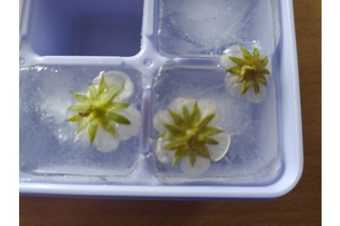 Warsztaty „Zioła smaczne, zdrowe i niezwykłe” - „Wiosenne mikstury”