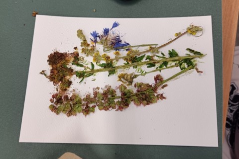 Zioła smaczne, zdrowe i niezwykłe- Kwieciste smaki i kolory