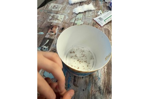 Warsztaty kreatywne dla dzieci 7+ Malowanie doniczek i sianie rzeżuchy